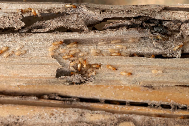 Pine Bush, NY Pest Control Company