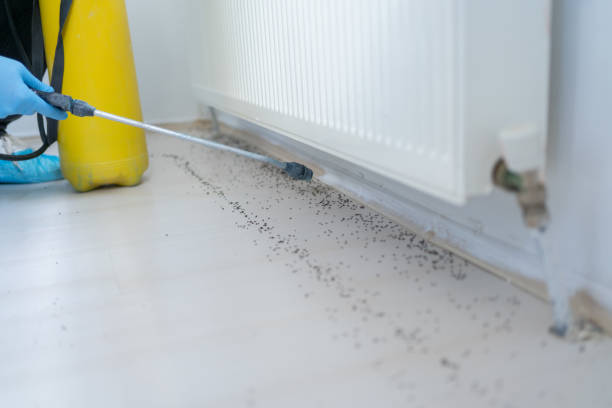 Best Termite Control Services  in Pine Bush, NY